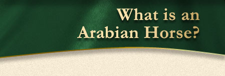 What is an Arabian Horse?