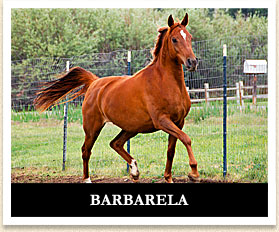 Barbarela