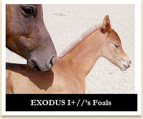 EXODUS I+//'s Foals