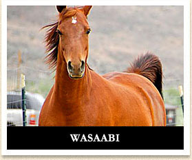 Wasaabi