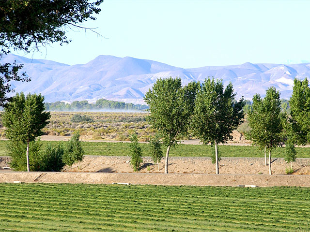 Alfalfa field.