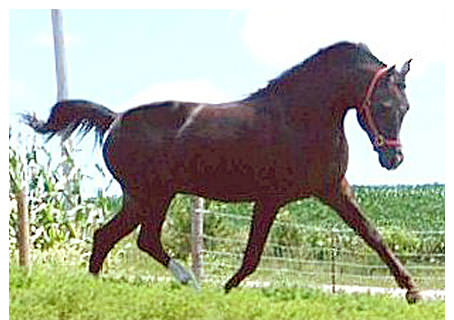 TOBASCCO