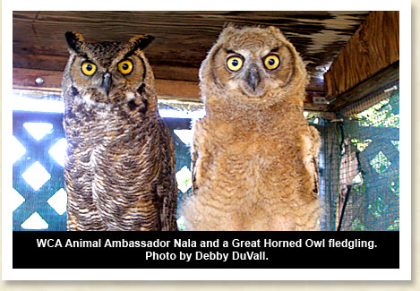 Nala the Great Horned Owl