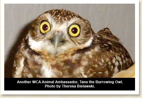 Tana the Burrowing Owl