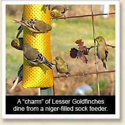 Photo of an American Goldfinch feeding from a tube feeder filled with niger seed.