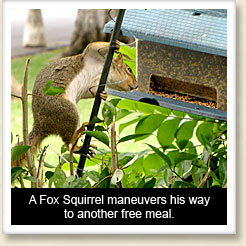 A squirrel polishes off the last of the birdseed.