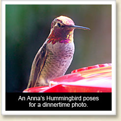 Photo of a Black-chinned hummingbird in flight.