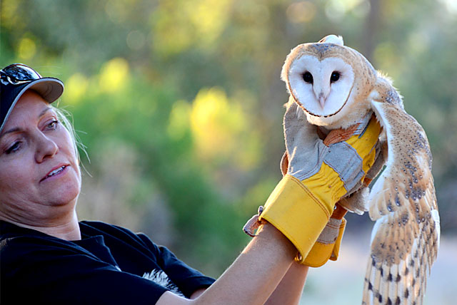 Theresa Bielawski and a rehabilitated Barn Owl