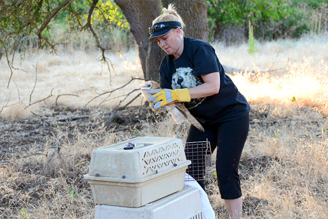 Theresa Bielawski and a rehabilitated Barn Owl