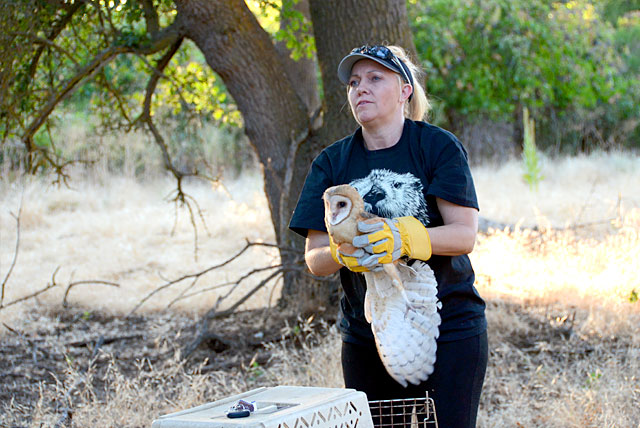 Theresa Bielawski and a rehabilitated Barn Owl