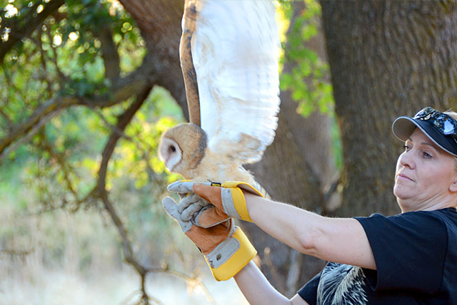 Theresa Bielawski and a rehabilitated Barn Owl