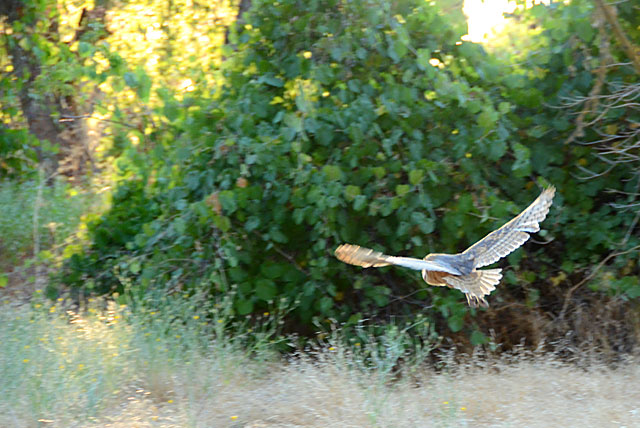 A rehabilitated Barn Owl