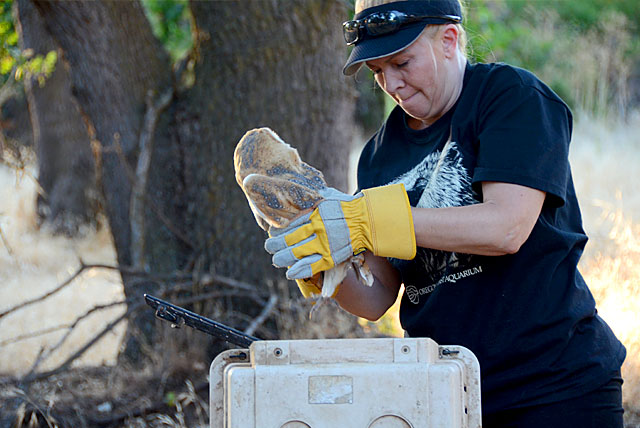 Theresa Bielawski and a rehabilitated Barn Owl