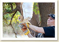 A Barn Owl reclaims his freedom