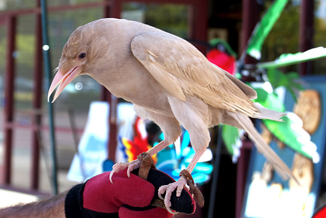 Ivory the leucistic Crow