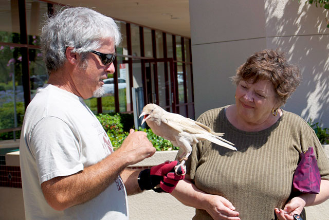 Ivory the leucistic Crow