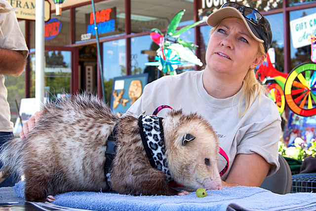 Theresa Bielawski and Bubba the Virginia Opossum