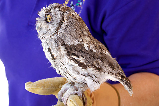 Caesar the Screech Owl