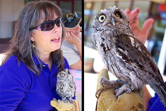 Linda Davidson and Caesar the Screech Owl