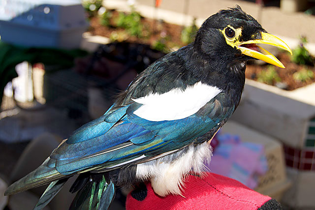 Peanut the Yellow-Billed Magpie