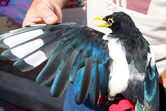 Peanut the Yellow-Billed Magpie