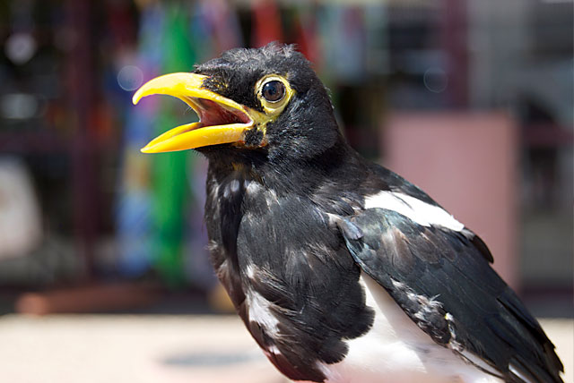 Peanut the Yellow-Billed Magpie