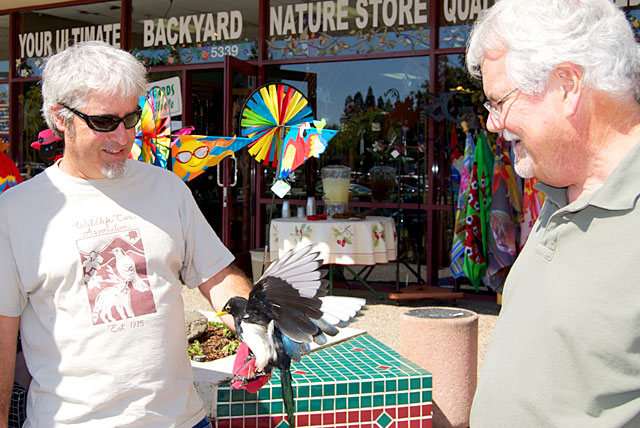 Peanut the Yellow-Billed Magpie