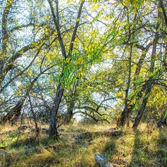 More beautiful scenery along the American River.