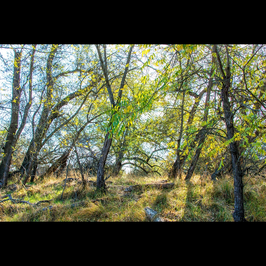 More beautiful scenery along the American River.