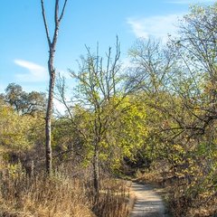 The trail stretches upriver as a Turkey Vulture views from above.