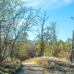 A view of the "turkey tree" looking back.