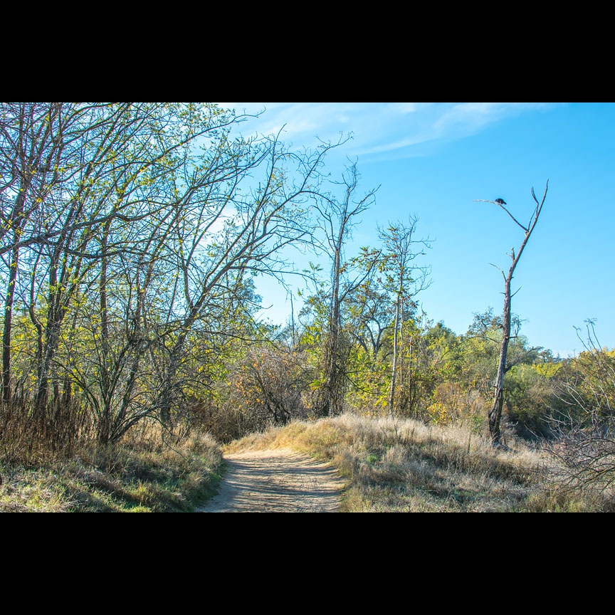 A view of the "turkey tree" looking back.