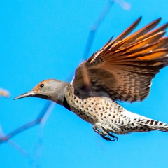 A Northern Flicker soars through the blue November sky.