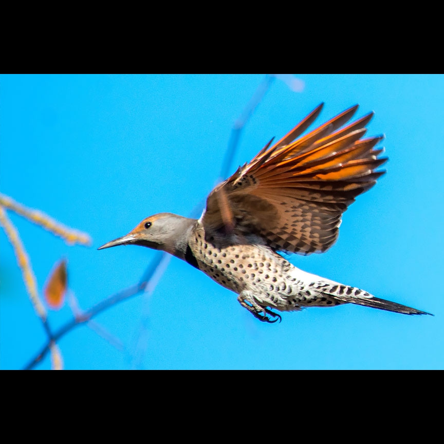 A Northern Flicker soars through the blue November sky.