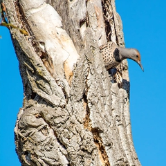 The Flicker explores a hollow snag, disappearing into a hole low in the tree, then reappearing high above.