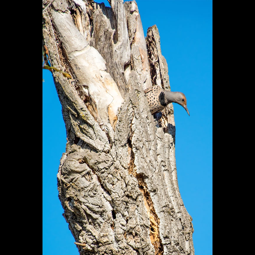 The Flicker explores a hollow snag, disappearing into a hole low in the tree, then reappearing high above.