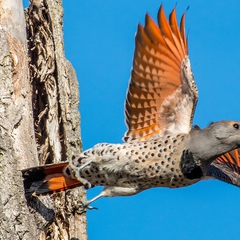 The Flicker flees, beautifully displaying her feathers.