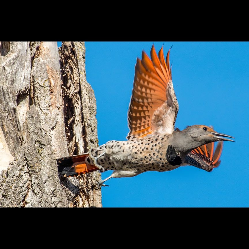 The Flicker flees, beautifully displaying her feathers.