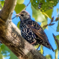 A European Starling watches curiously from the safety of a tall Cottonwood tree.