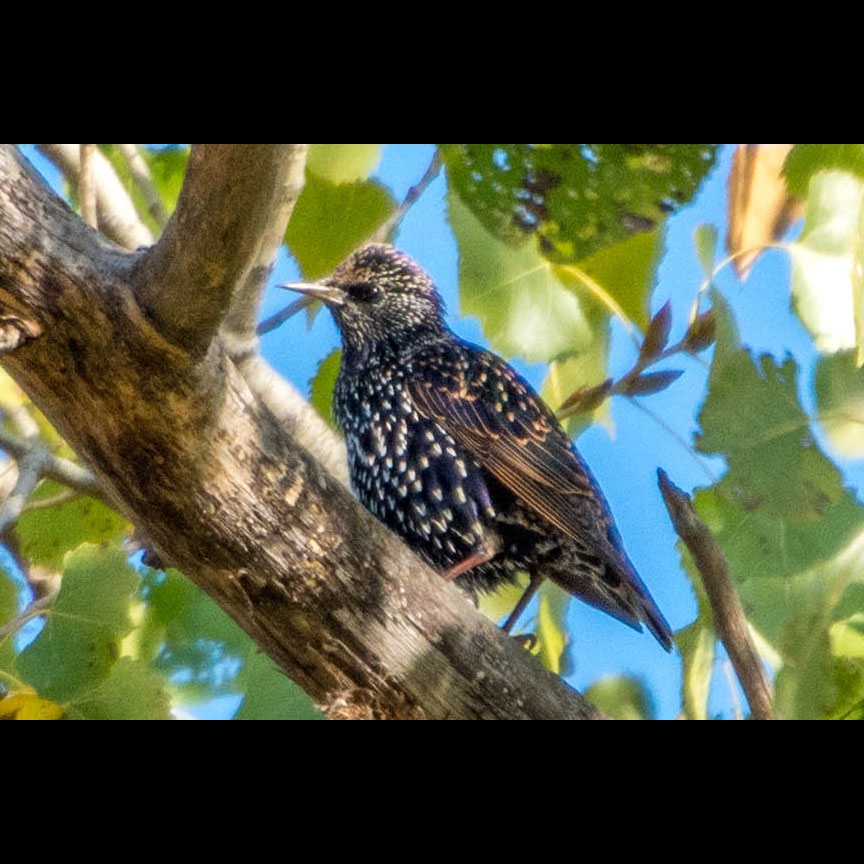 A European Starling watches curiously from the safety of a tall Cottonwood tree.