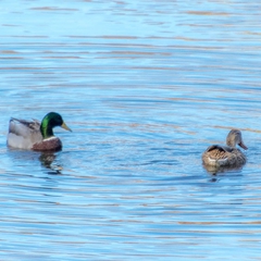 A pair of Mallards navigate the chilly waters of the American.