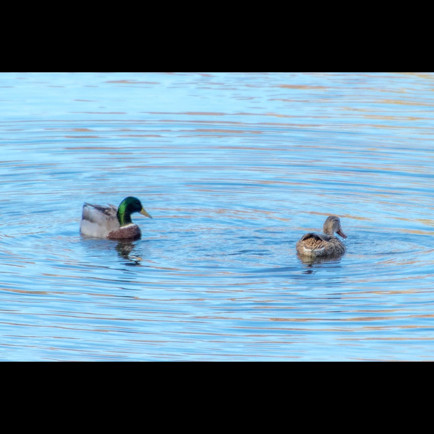 A pair of Mallards navigate the chilly waters of the American.