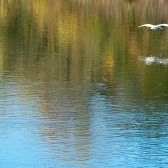 A Great Egret soars above the American River...