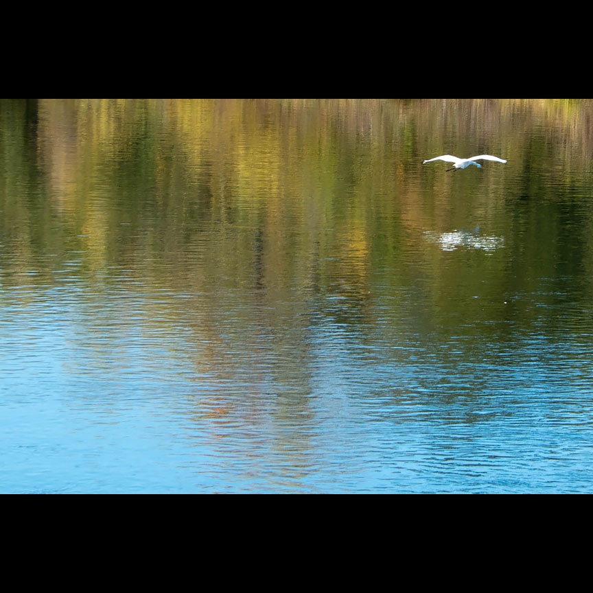 A Great Egret soars above the American River...