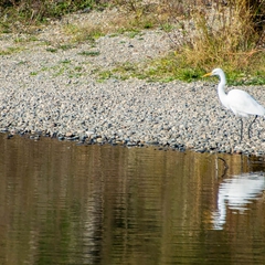 ...then seeks his breakfast along the shore.