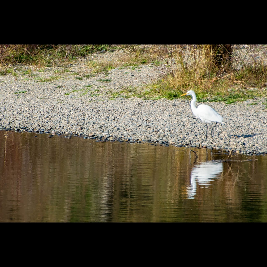 ...then seeks his breakfast along the shore.