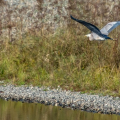 A Great Blue Heron patrols the waters as well.