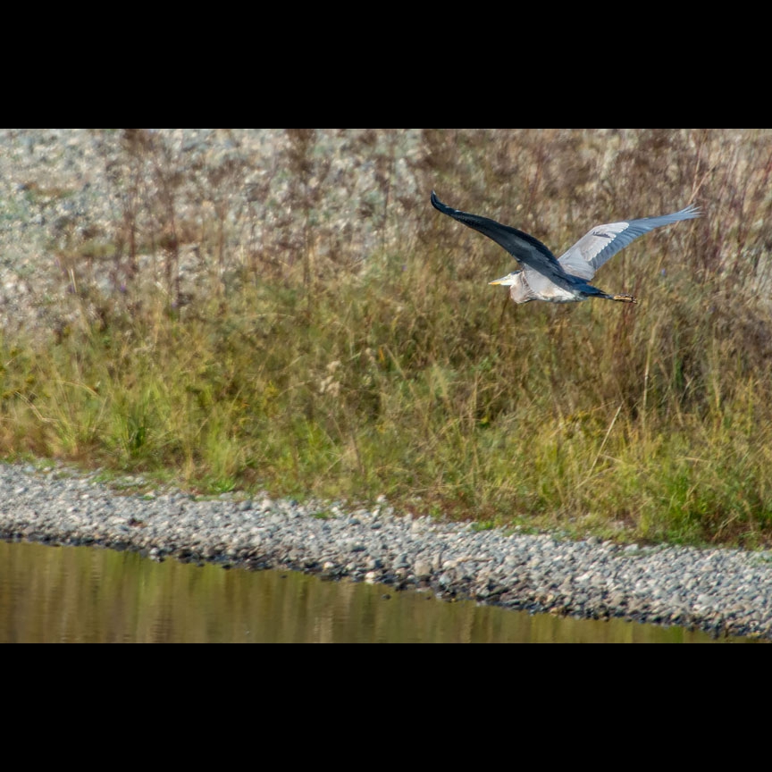 A Great Blue Heron patrols the waters as well.