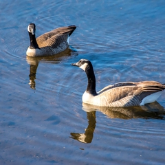 A pair of Canada geese cruise atop the river.