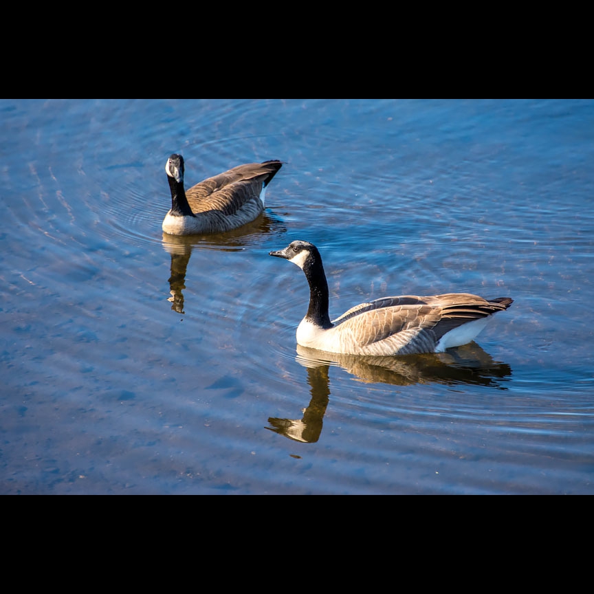 A pair of Canada geese cruise atop the river.